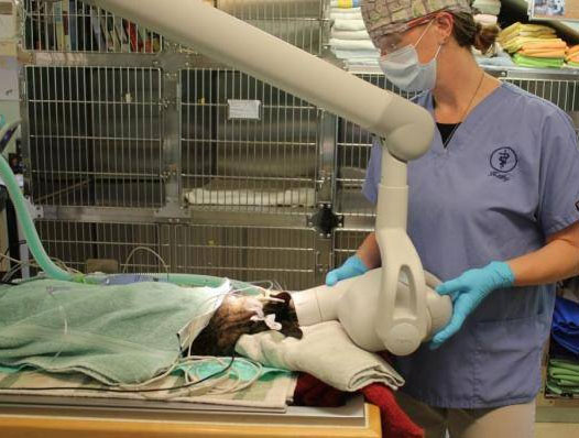 $City Pet Dentists